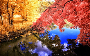 yellow maple tree, nature, landscape, fall, colorful