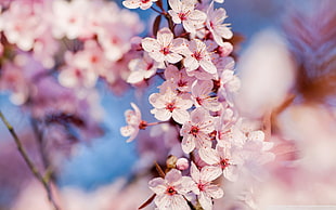 selective focus photography of pink petaled flowers