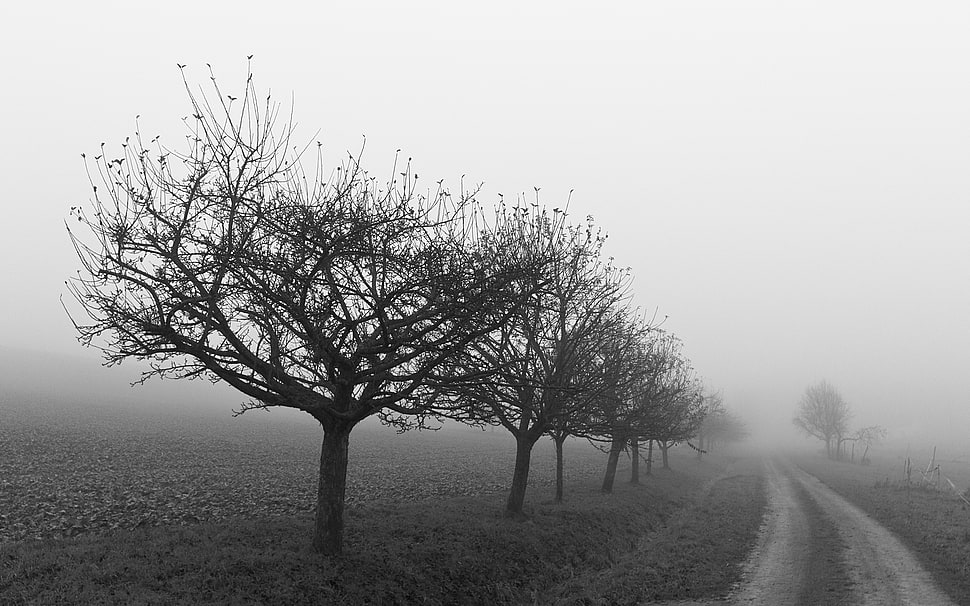 bare trees, landscape HD wallpaper