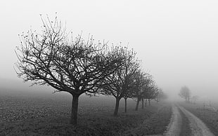 bare trees, landscape