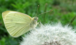 green butterfly on dandelion at daytime