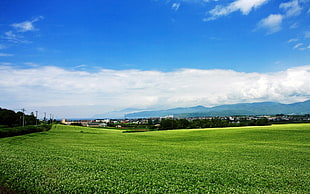 green grass field under blue sky HD wallpaper