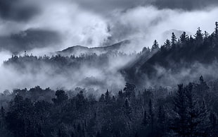 pine trees covered in mists, landscape, nature, mist, forest