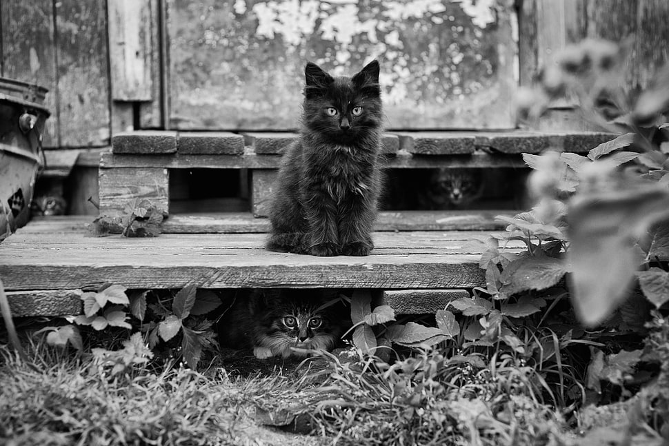 black and gray wooden table, nature, animals, cat, monochrome HD wallpaper