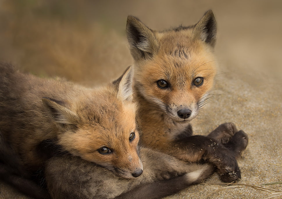 two brown fox puppies, fox, animals HD wallpaper