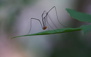 selective focus photography of brown and black harvestman spider on green leaf