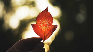 red leaf, leaves
