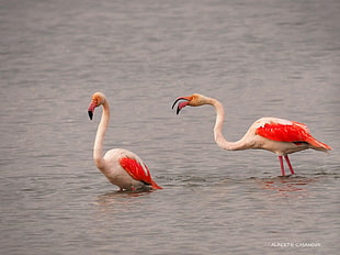 two white flamingo on body of water