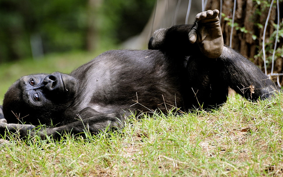 black primate lying on the ground HD wallpaper