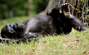 black primate lying on the ground HD wallpaper