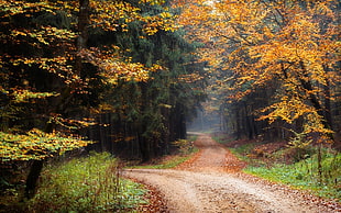 brown leafed tree, landscape, nature, dirt road, forest HD wallpaper