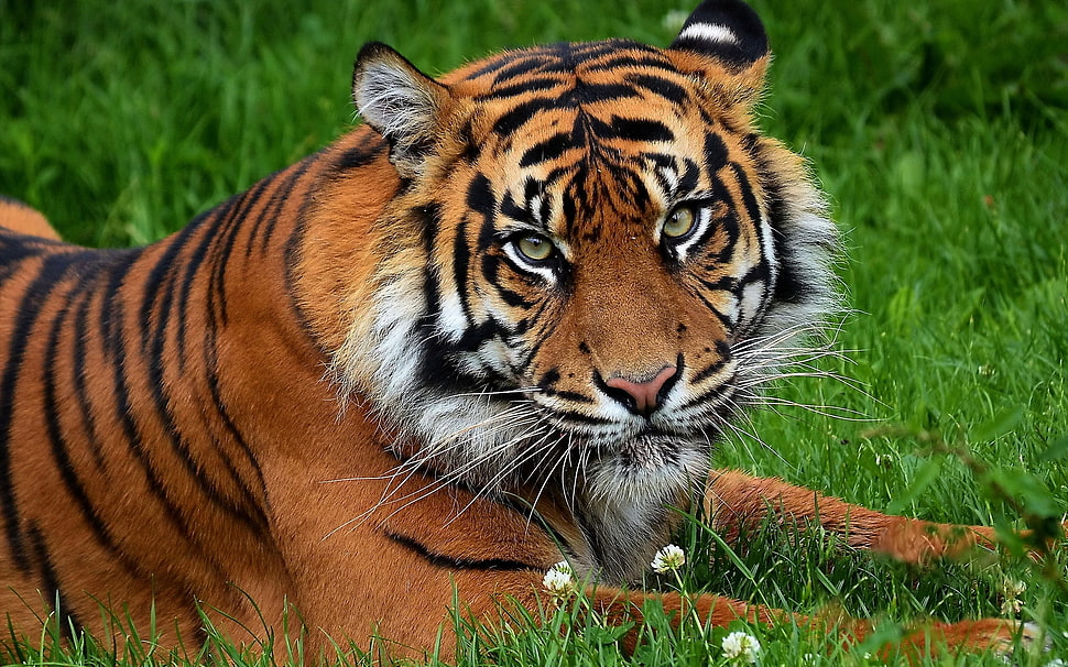 large Tiger HD wallpaper