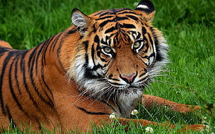large Tiger HD wallpaper