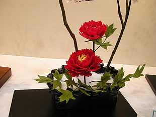 red petaled flower in black basket on top of white table