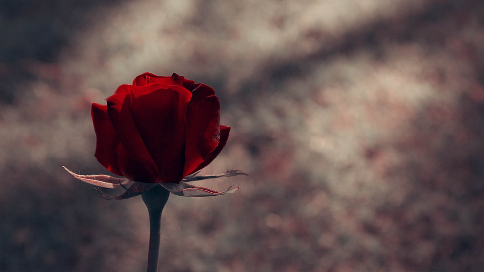 micro shot of red rose HD wallpaper