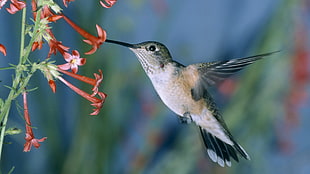 grey and black Hummingbird flying near red petaled flowers