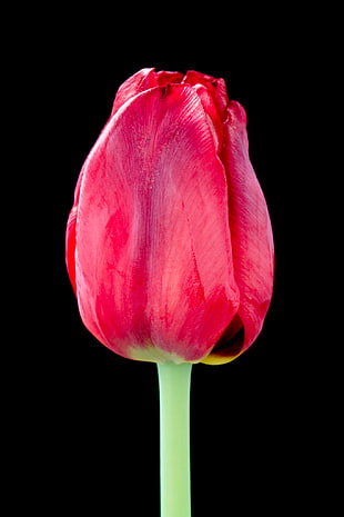 closeup photo of red tulip HD wallpaper