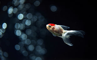 white fish, animals, fish HD wallpaper