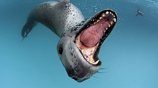 gray sea lion HD wallpaper