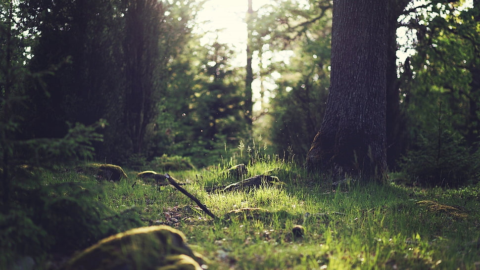 green grass, nature, forest, trees, grass HD wallpaper