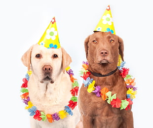 yellow and chocolate Labrador Retriever dogs with party hats