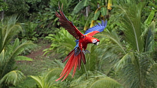 red and blue parrot, macaws, animals, nature, birds