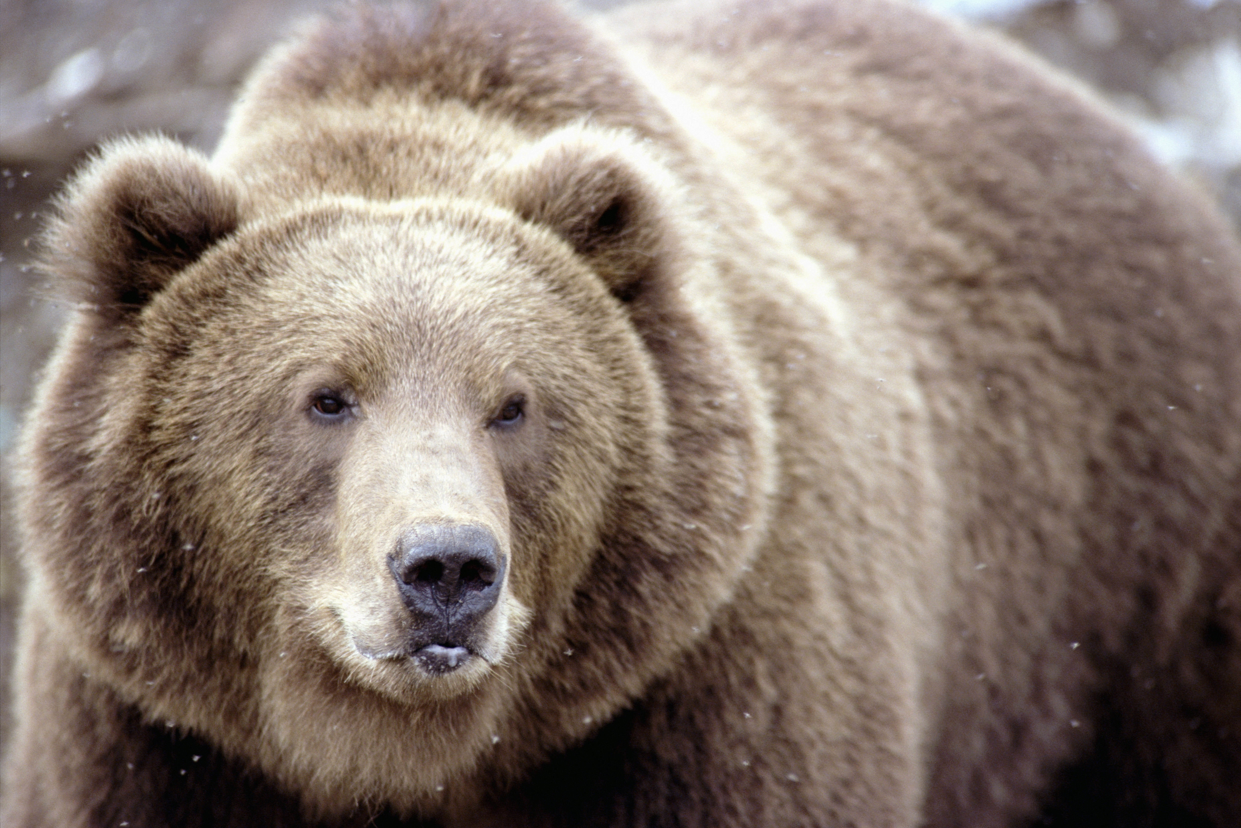 Окрас медведей. Бурый медведь. Гризли североамериканский бурый медведь. Северная Америка медведь Гризли. Бурый медведь с медвежатами.