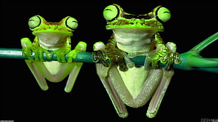 two green frogs, frog, animals, nature, amphibian
