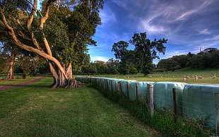 wired fence near tree during daytime HD wallpaper