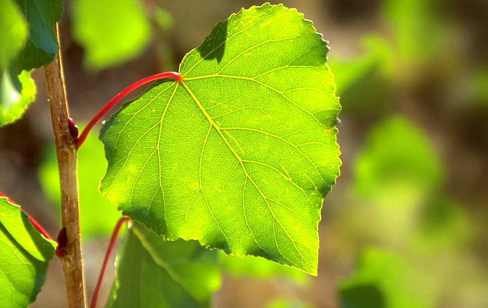 green plant leaf in close-up photo HD wallpaper