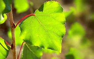 green plant leaf in close-up photo
