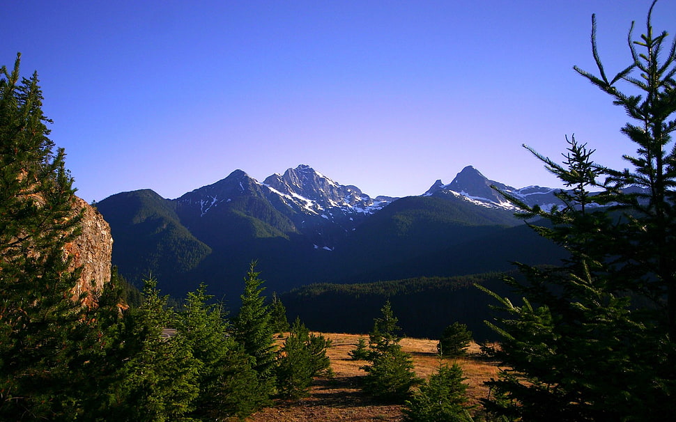 green tree lot, nature, landscape, mountains, trees HD wallpaper