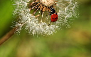 shallow focus photography of ladybug on dandelion