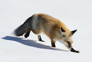 fox standing of snow