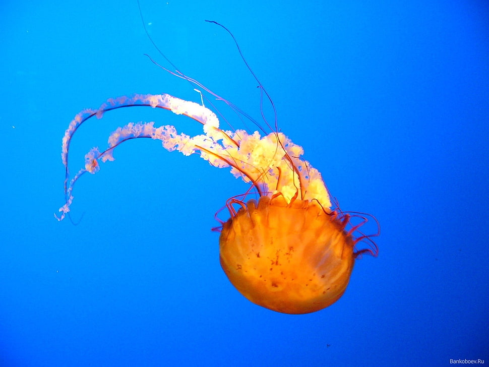 orange jellyfish, sea, underwater, jellyfish HD wallpaper