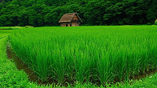 green rice field, nature, landscape, green, water