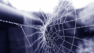 spider web, spiderwebs, water drops, nature HD wallpaper