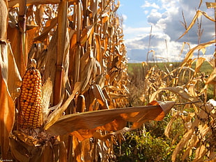 corn field photography HD wallpaper