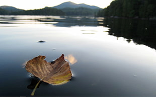 brown dried leaf on body of water