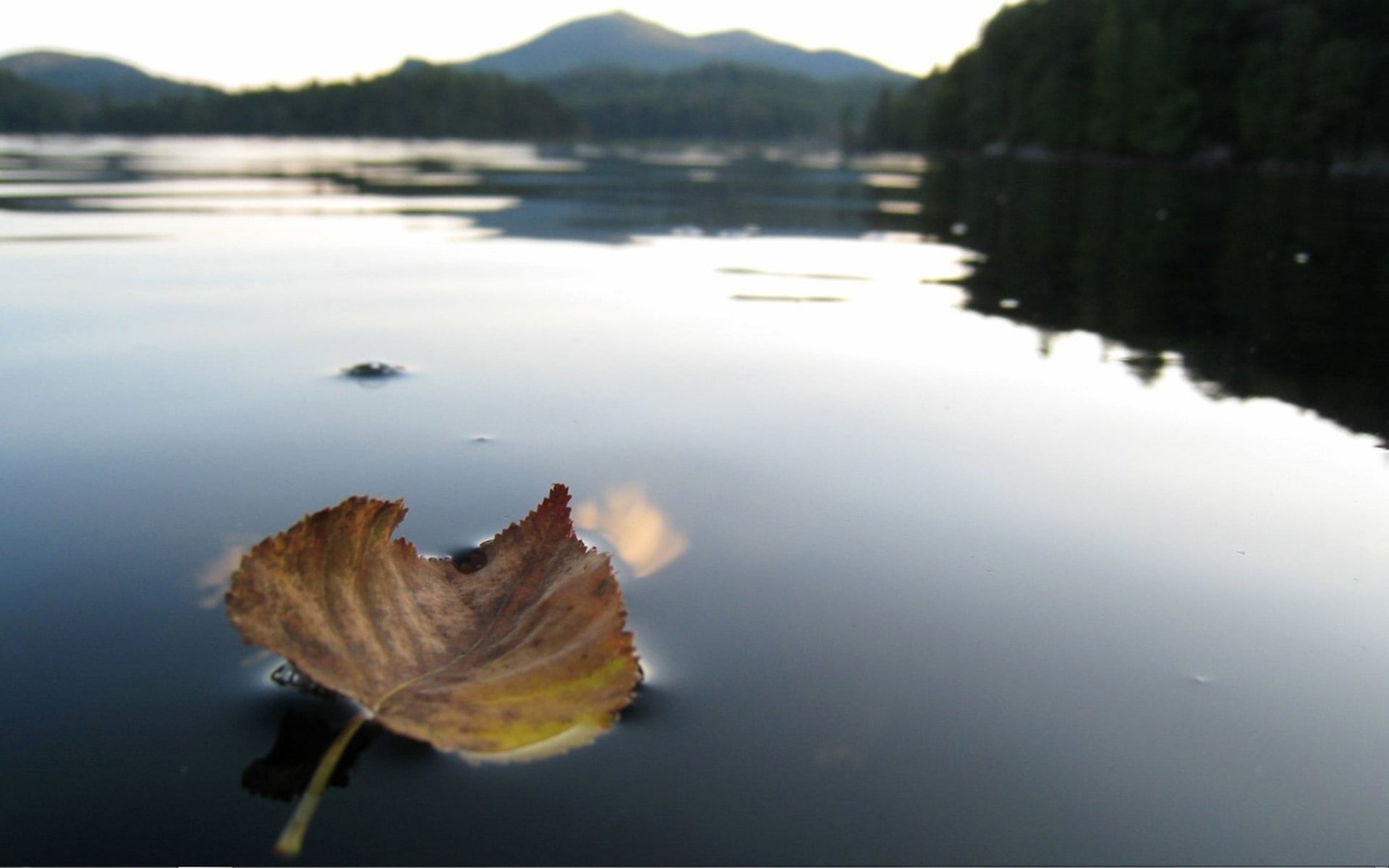 Падающие листья в воду. Листья на воде. Листья в реке. Озеро листья. Листик на воде.