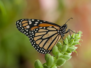 Male Monarch Butterfly perching on green plant closeup photogrwaphy