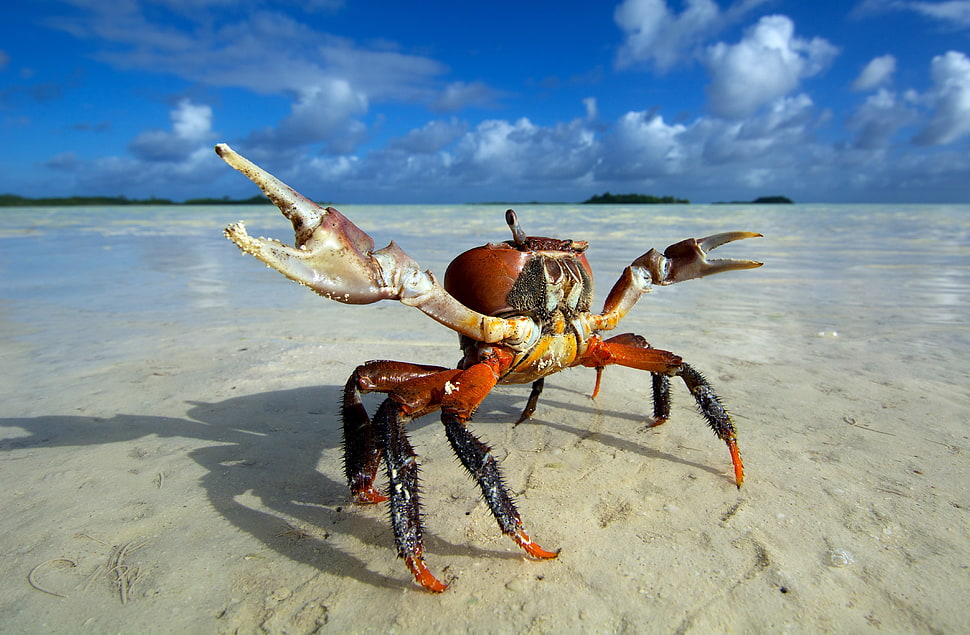 red and black crab, animals, beach, crabs HD wallpaper