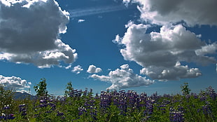 purple petaled flower field, flowers, clouds, nature, plants