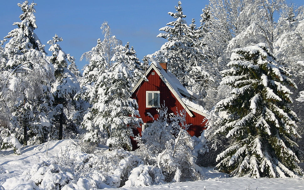 brown shed surrounded by snow covered pine trees HD wallpaper