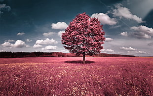landscape photography of pink foliage tree and grass field, photo manipulation, trees, digital art, landscape