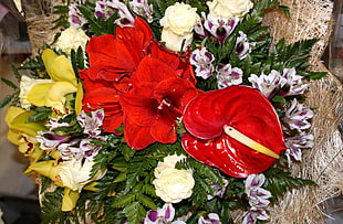 red anthurium flowers