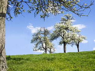 white Sakura Tree during daytime HD wallpaper