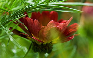 selective focus photography of red flower