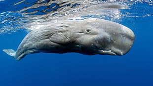grey whale, whale, animals, sea, Sperm Whale