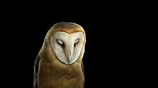 brown barn owl, photography, animals, owl, simple background